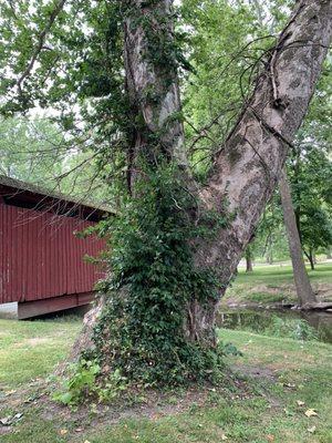 Huge sycamore tree