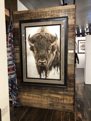 Bison in Winter, wildlife photography