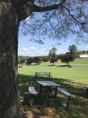 View from our picnic table.