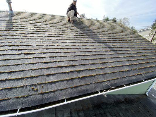 As presented is a roof that was mossy and a client had us do a roof clean and apply moss killer. BEFORE: