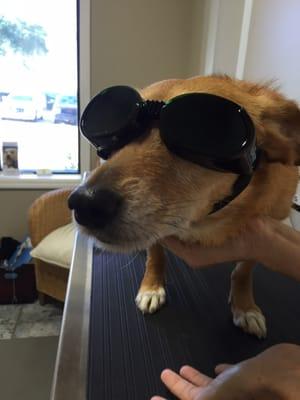 Pippa looking cool for her laser therapy!