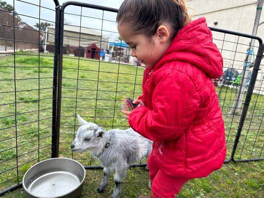 Petting Zoo Day