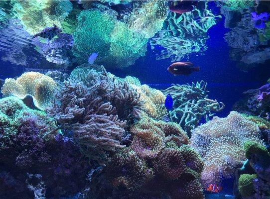 Custom coral reef aquarium