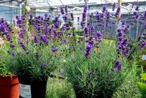 Several varieties of deer resistant  lavender plants to  enhance your gardens.