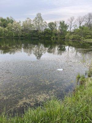 Pond at Fisherman Park