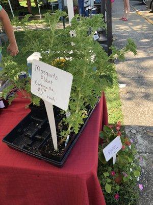 Citronella plants... I bought one and I will let you know if it works