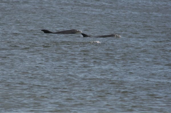 Dolphins off the beach