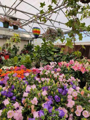 Inside the TLC greenhouse