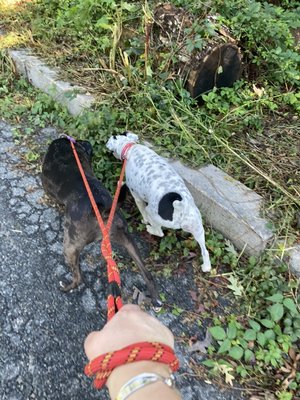 Winston and Kya enjoying their walk!