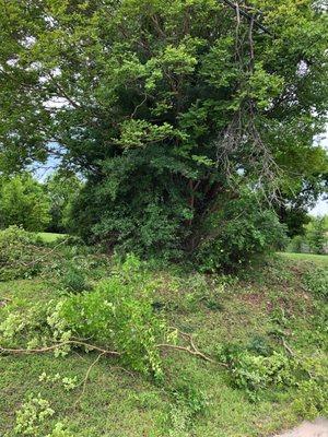 Tree trimming 
No problem