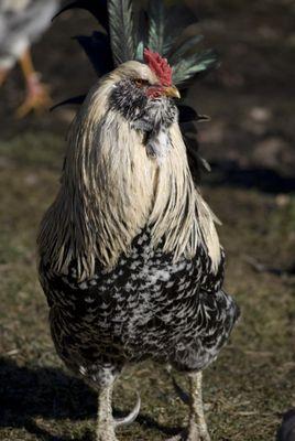 Chickens greet visitors, but our cows, goats, sheep, pigs, ducks and rabbits await your visit!