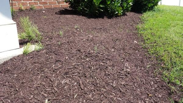 Fresh mulch....over the weeds