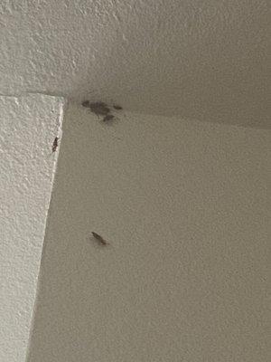 roaches in the corners of my ceilings