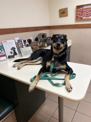 The staff does a great job keeping your dog relaxed during their visit!! We drive over 30 minutes each way to see Dr. Scholten!!!