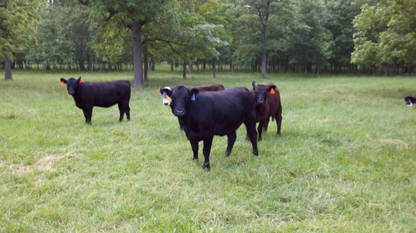 Steers on open pasture