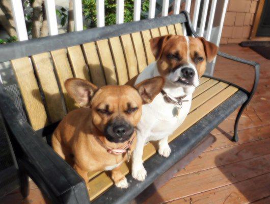 Gertie and Joe say "Hi" to Boulder!