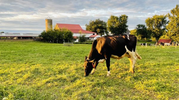 Cows where the ice cream comes from