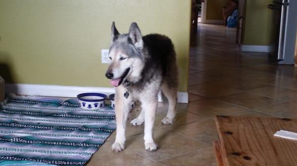 Lobo, my senior dog. I rescued him with the competent guidance of Angels Bark.