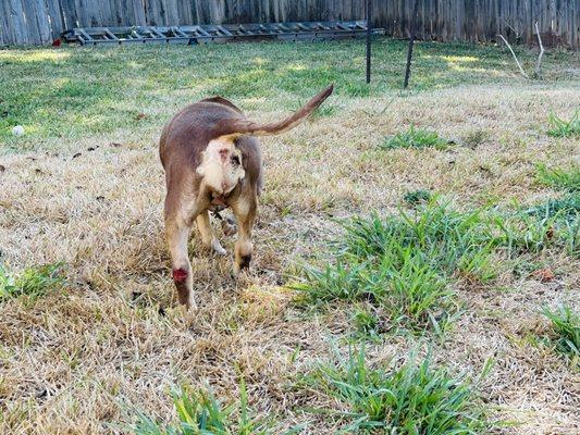 Two of her legs arevisibly wounded.