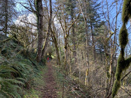 Forest trail in spring