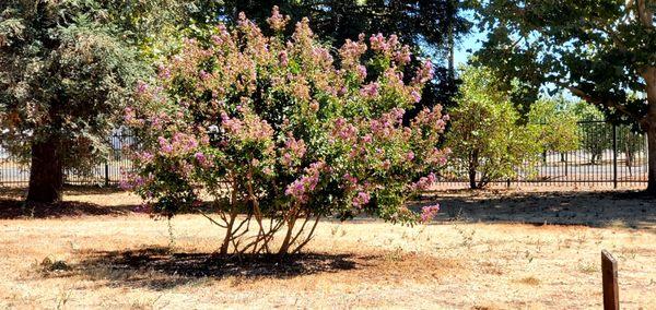 Another tree with pink flowers.