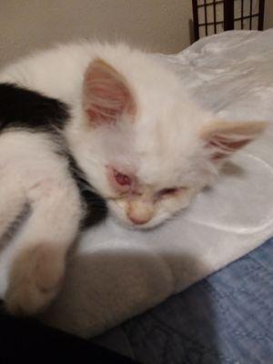 Blind 8 week old kitten needs a home.