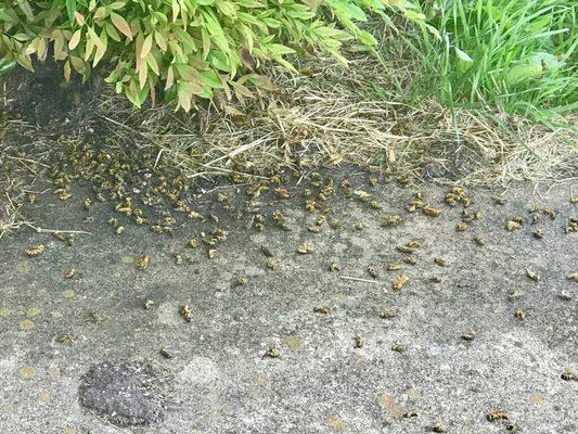 Hornets after spraying a nest underground