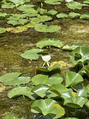 Lily pads