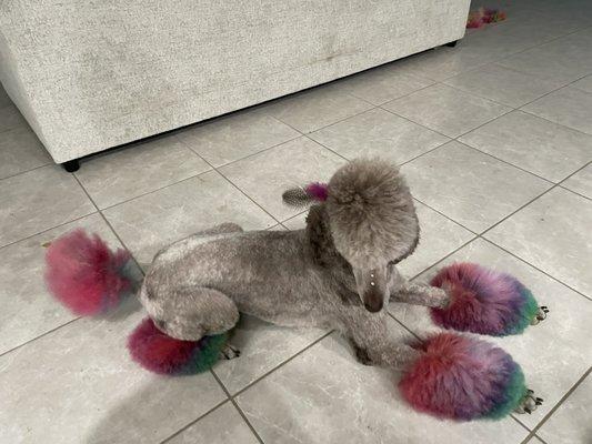 Colorful poodle