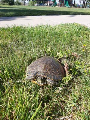 Turtle wandering the park. Canal is behind us