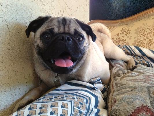 Bubba the perky pug