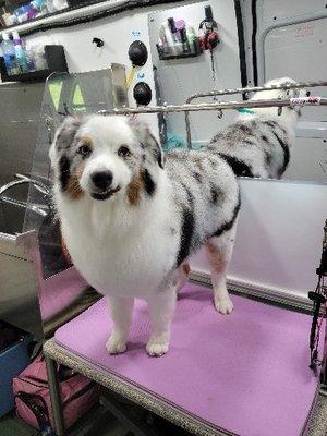 Australian Shepherd