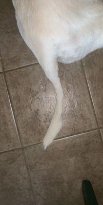 terrible job, my dog is a lab and her hair cut turned out to be completely uneven. would not recommend!