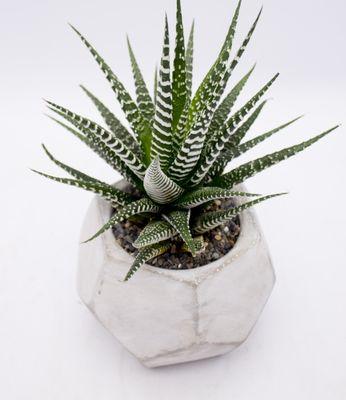 Haworthia in Geometric concrete pot