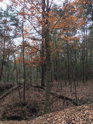 American Beech tree