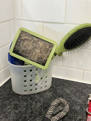 Dirty grooming brushes