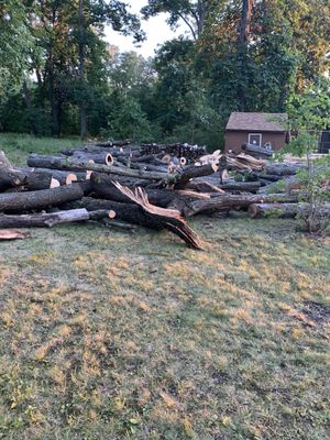 The logs ready for cutting and splitting into firewood