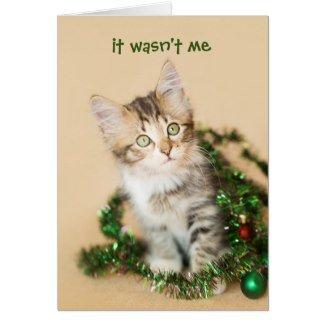 Make your own Holiday card with your very own pet! No one will believe it! We love kittens and want to photograph your cat too!