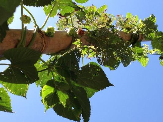 Natural Ways Homestead