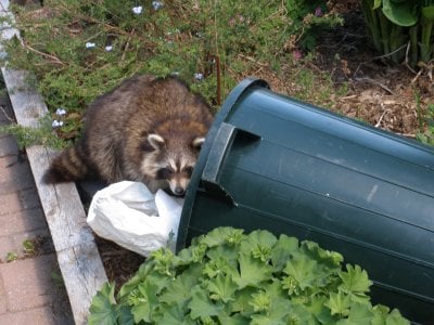 East Coast Wildlife Removal - Wildlife removal services in Jacksonville and Duval county areas