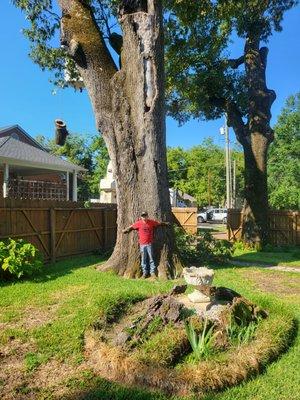 5 Starr Tree Service