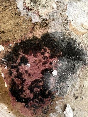 Mold remediation