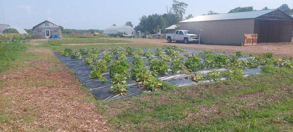 Yellow squash blowing in the breeze!