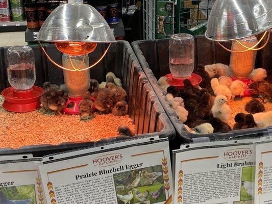 Live chicks for sale $4.99