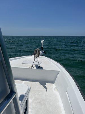 New friend joined us on the boat