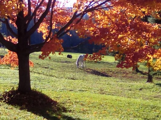 Ingalls Crossing Farm Bed & Breakfast