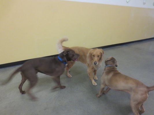 Doggy Day School