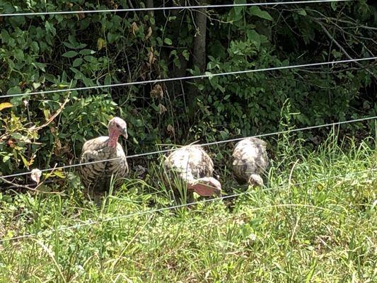 Pastured Narragansett Turkeys.