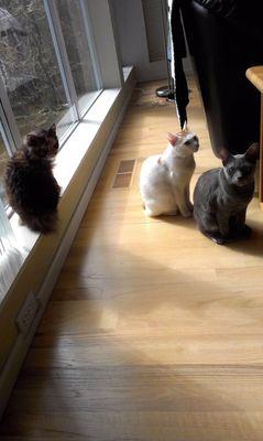 cat line up