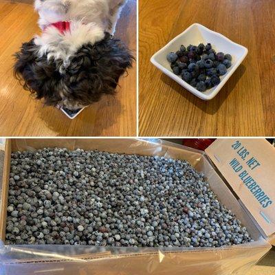 Sussmann's Wild Blueberries